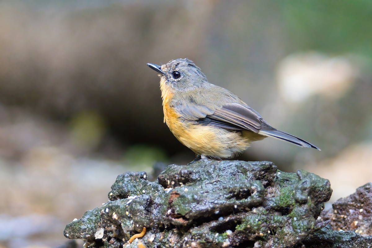 Dayak Blue Flycatcher - ML642059015