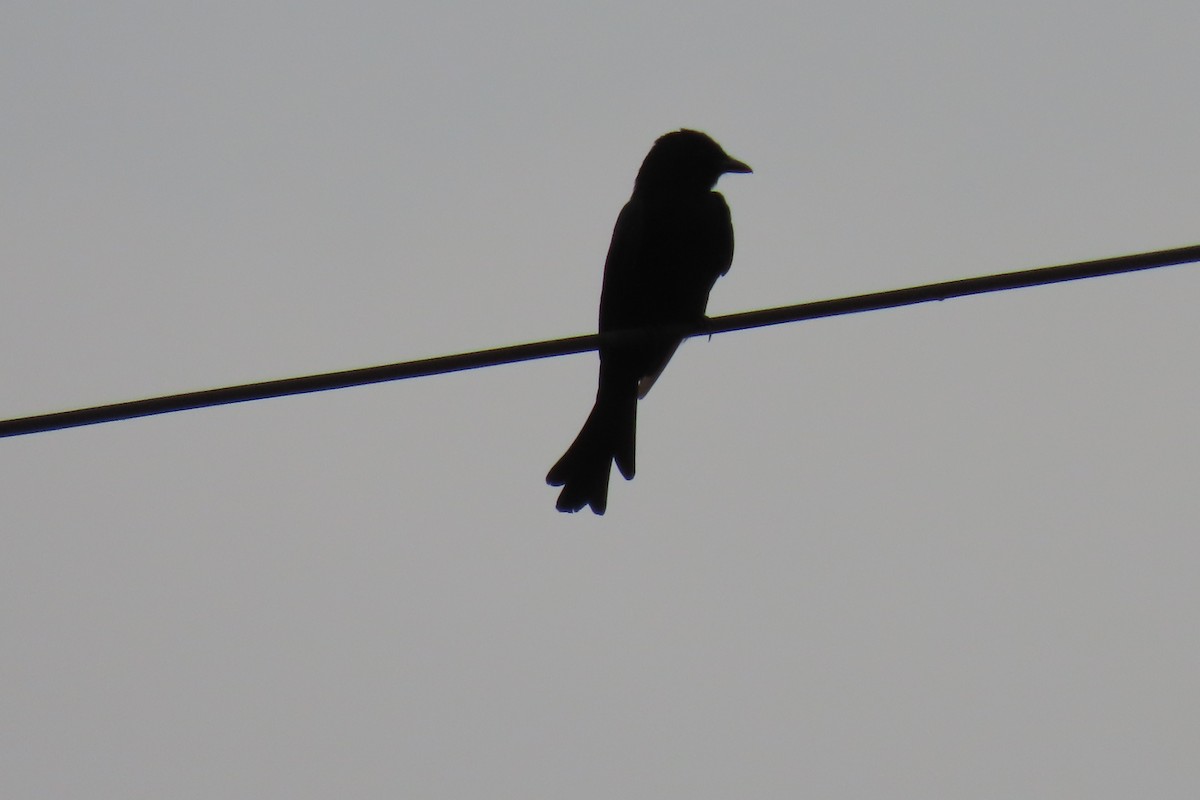 drongo černý - ML642059025
