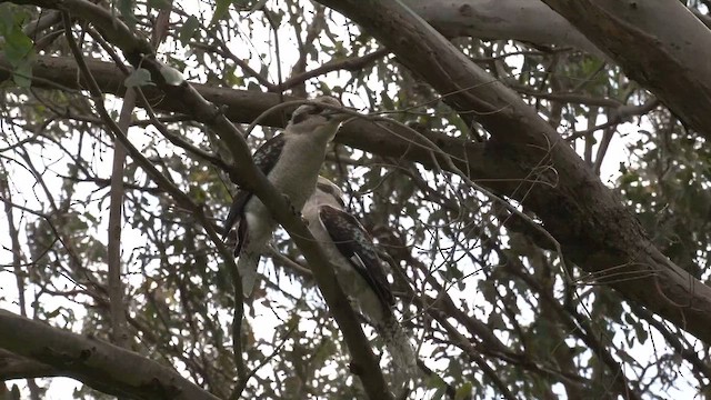 Laughing Kookaburra - ML642059031