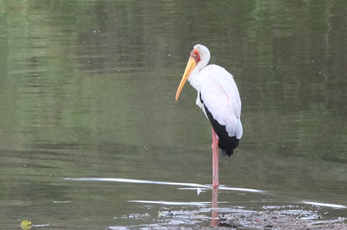 Yellow-billed Stork - ML642059039