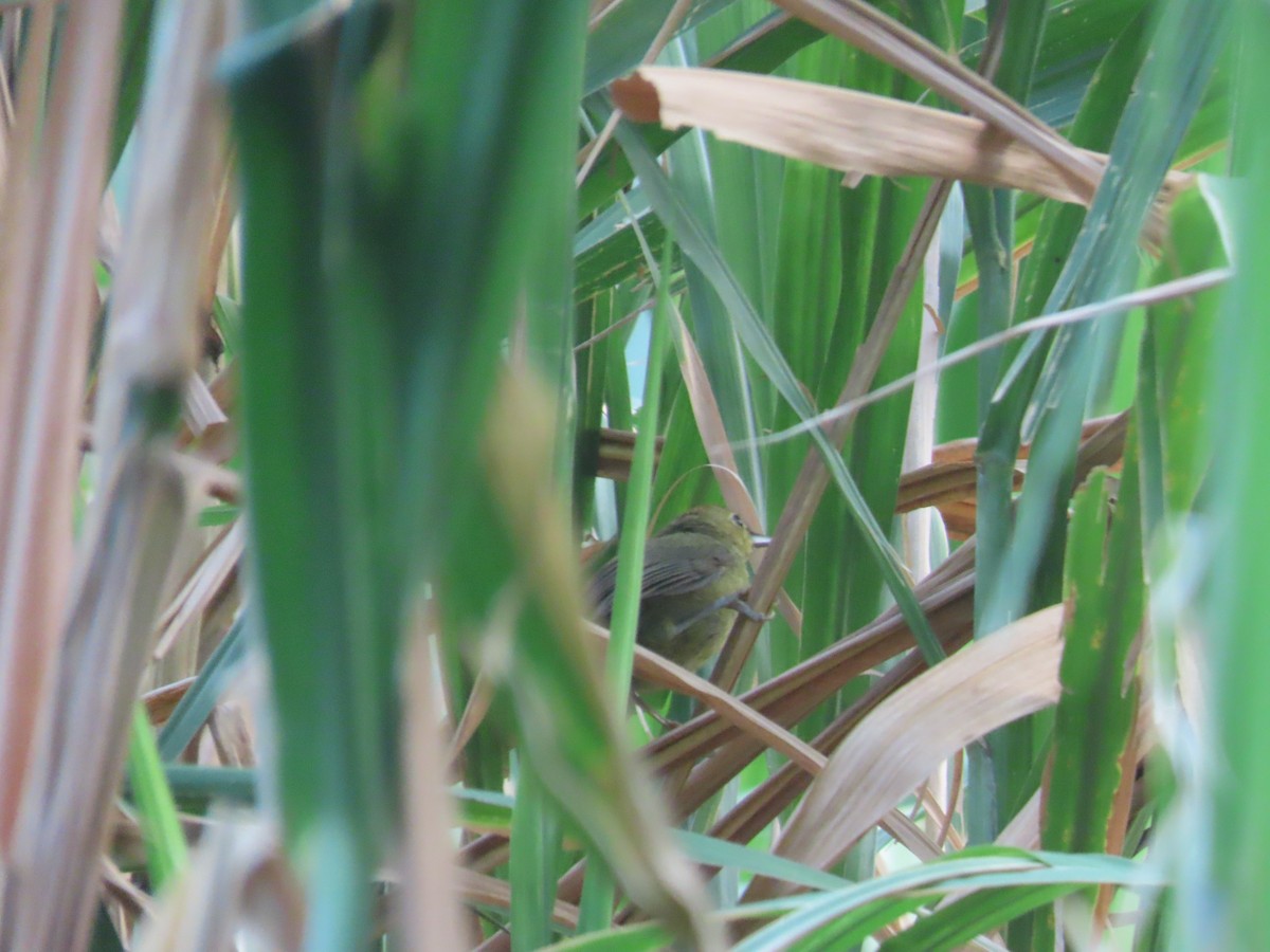 Rufous-capped Babbler - ML642059065