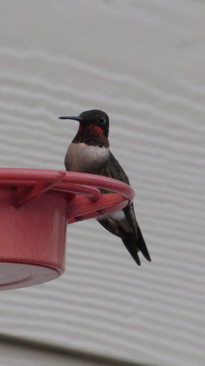 Ruby-throated Hummingbird - ML642059067