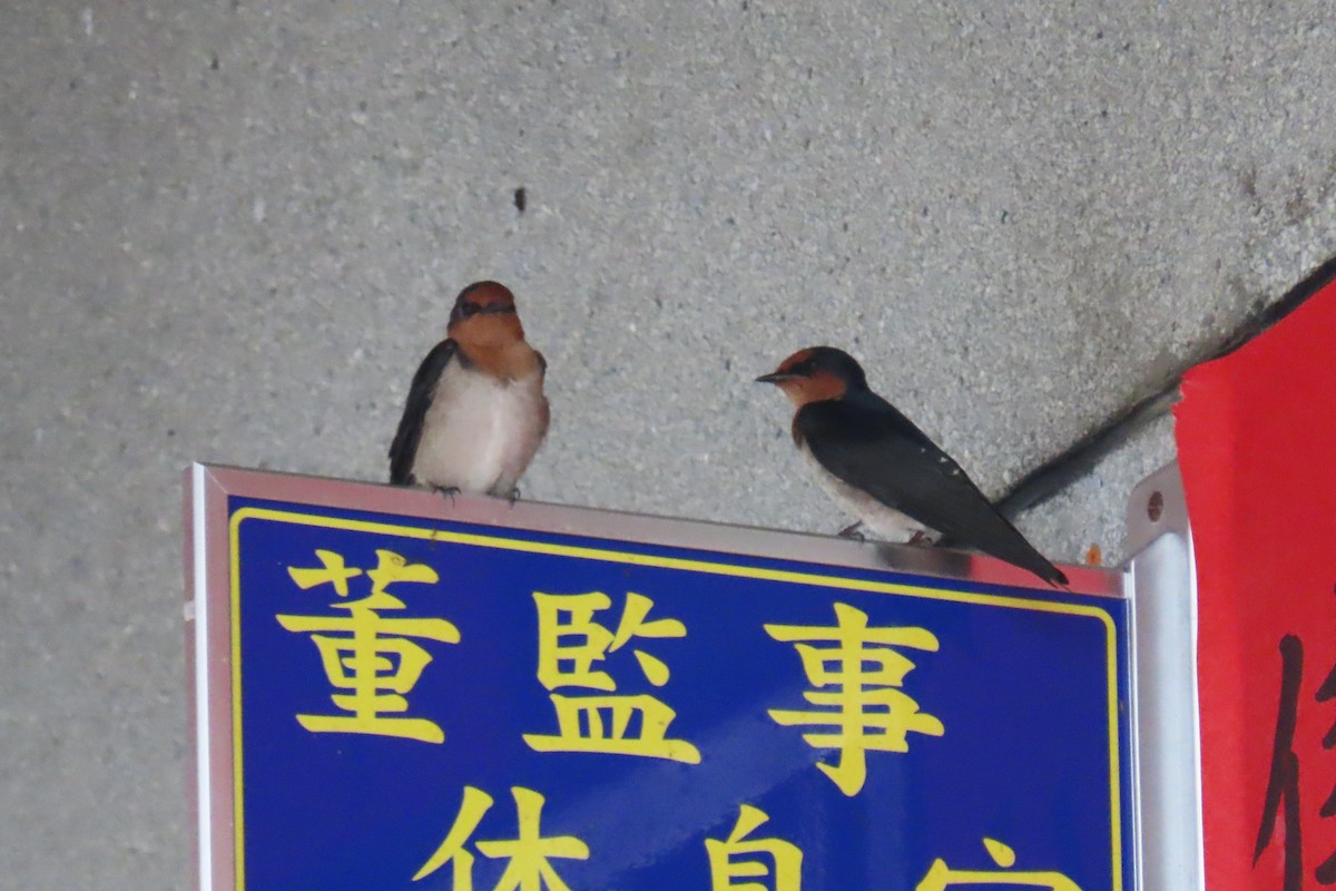 Pacific Swallow - ML642059070