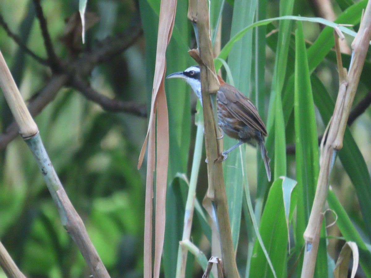 Taiwan Scimitar-Babbler - ML642059071