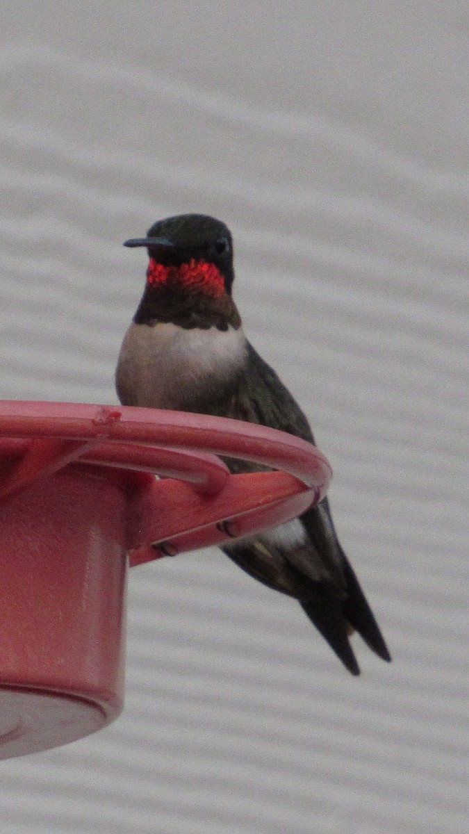 Ruby-throated Hummingbird - ML642059074