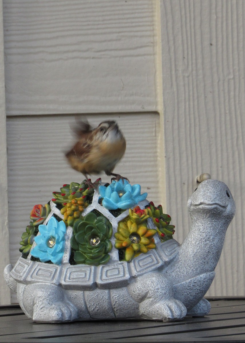 Carolina Wren - ML642059076