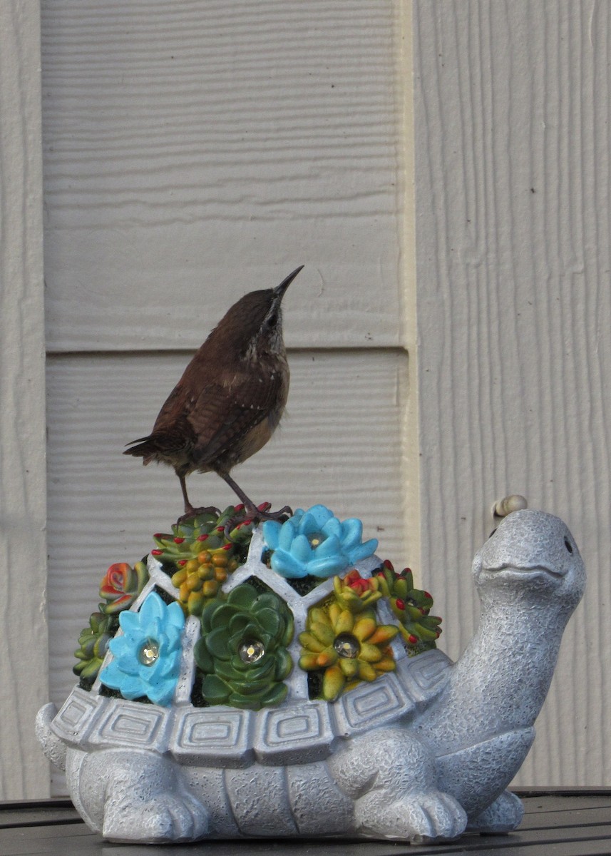 Carolina Wren - ML642059077