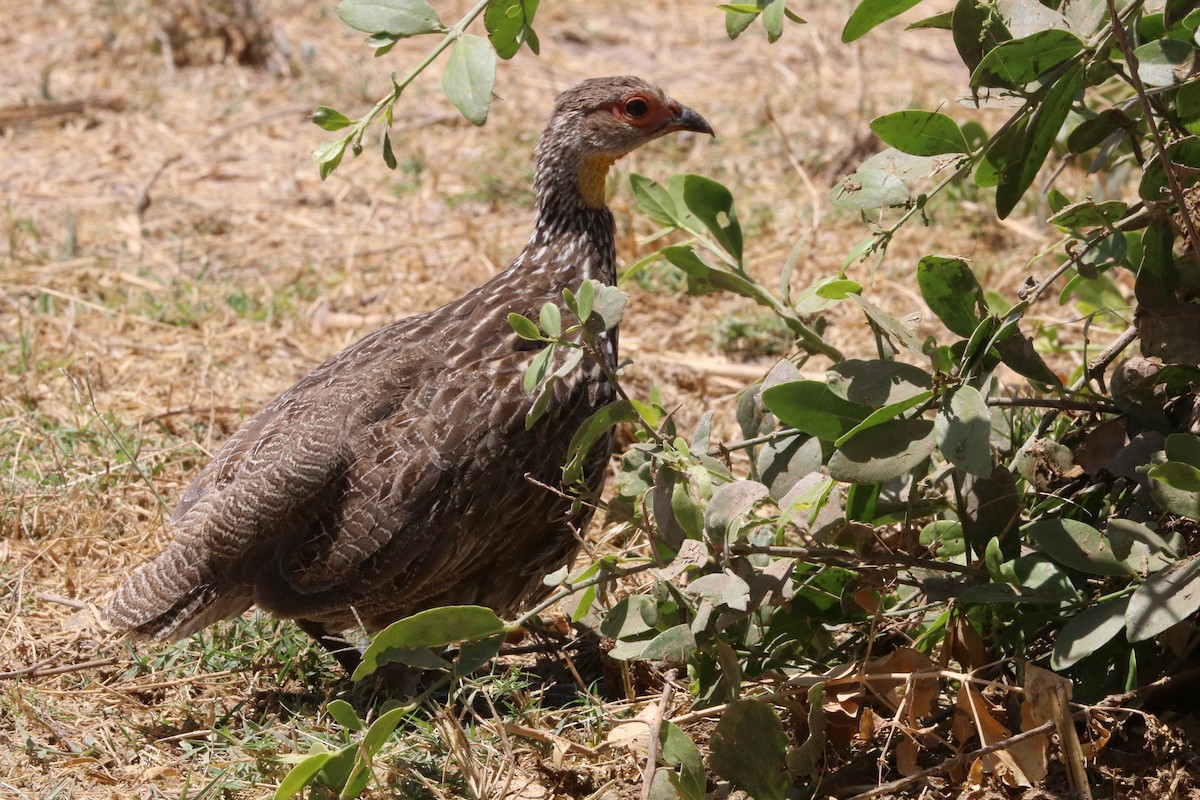 Yellow-necked Spurfowl - ML642059078