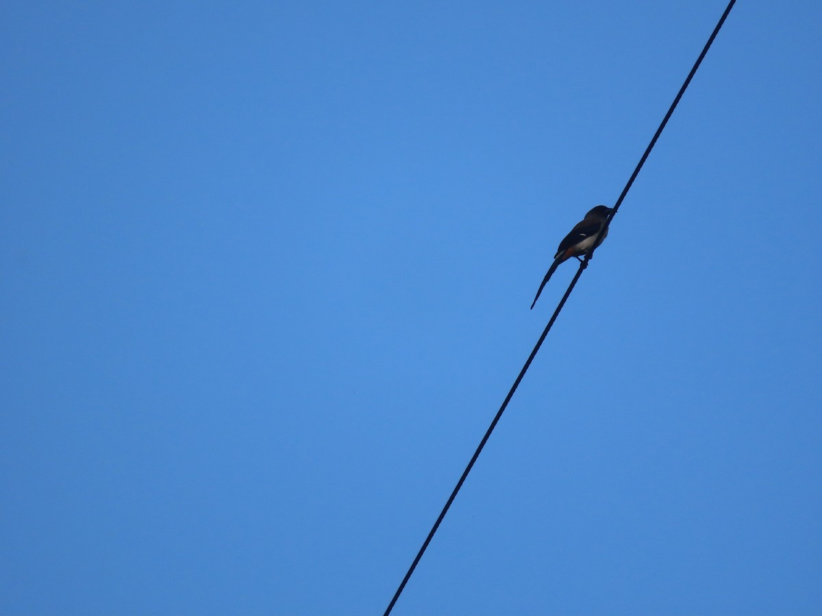 Gray Treepie - ML642059081