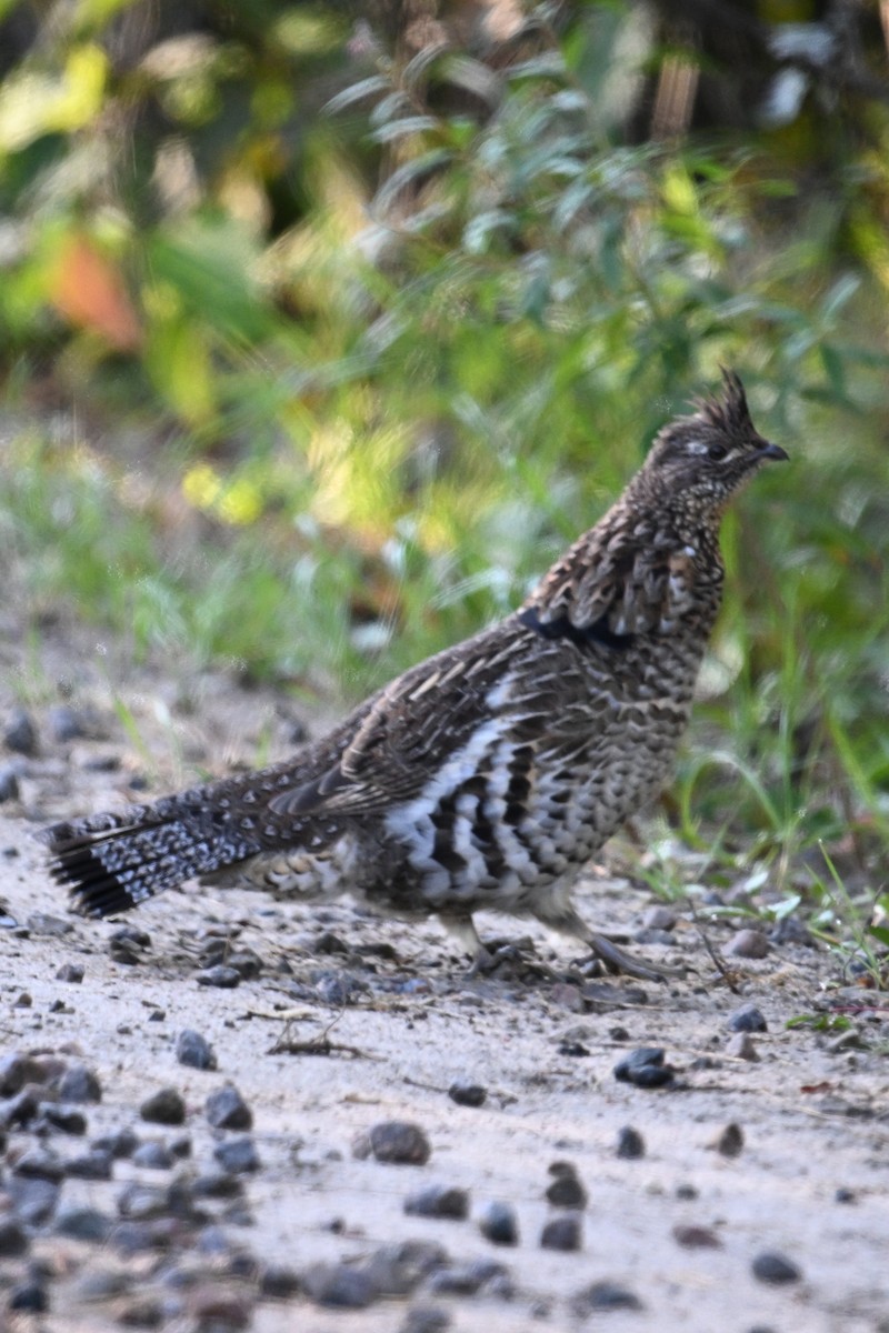 Ruffed Grouse - ML642059084