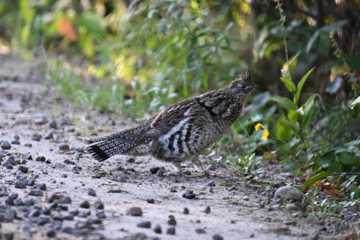 Ruffed Grouse - ML642059085