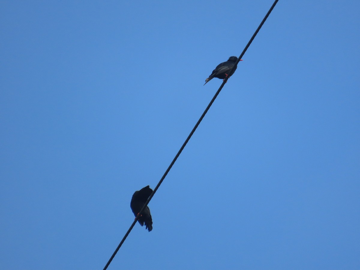 Black Bulbul (Gray-winged) - ML642059087