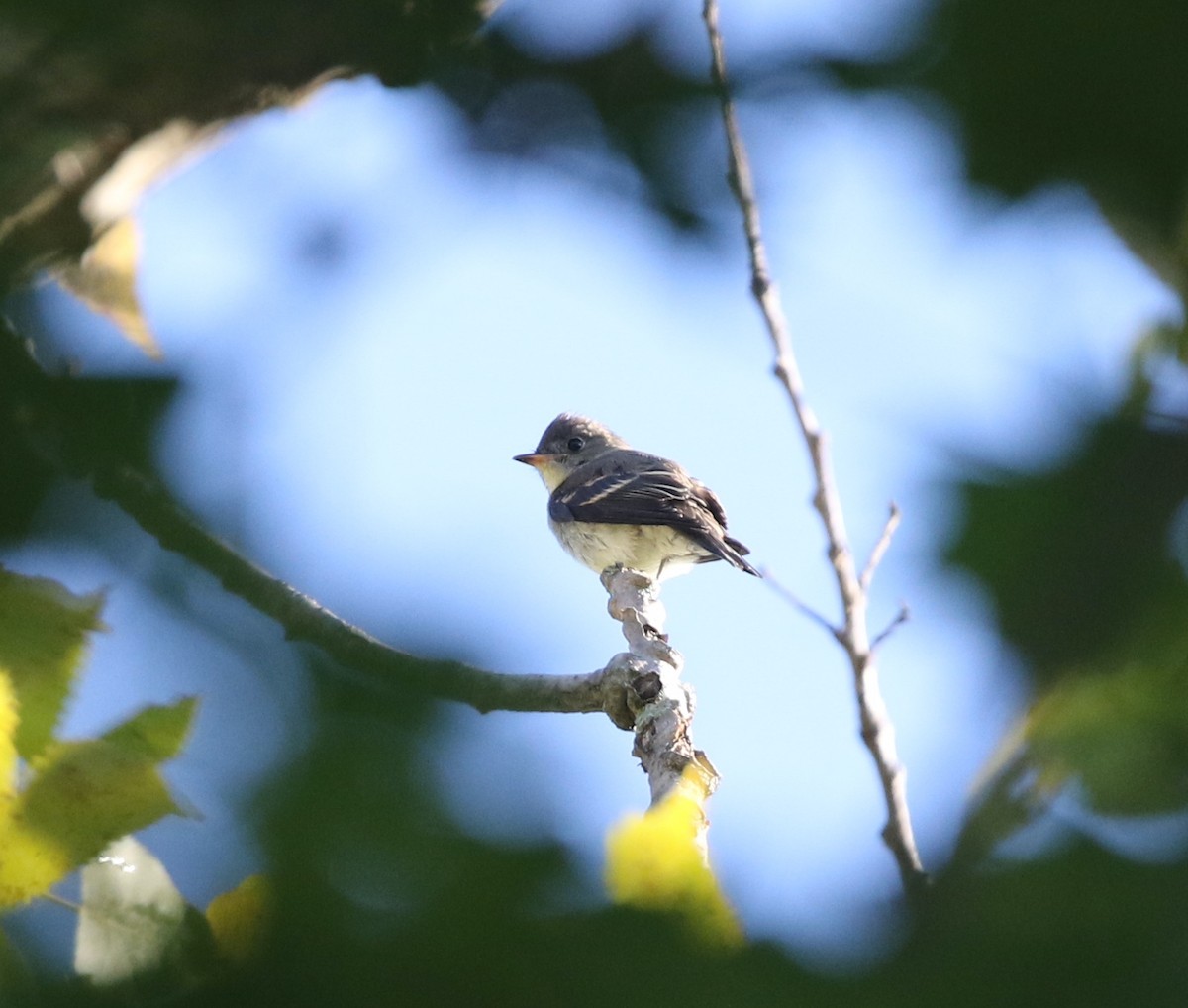 Eastern Wood-Pewee - ML642059088