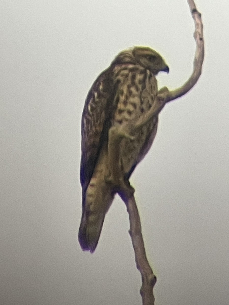 Red-shouldered Hawk - ML642059089