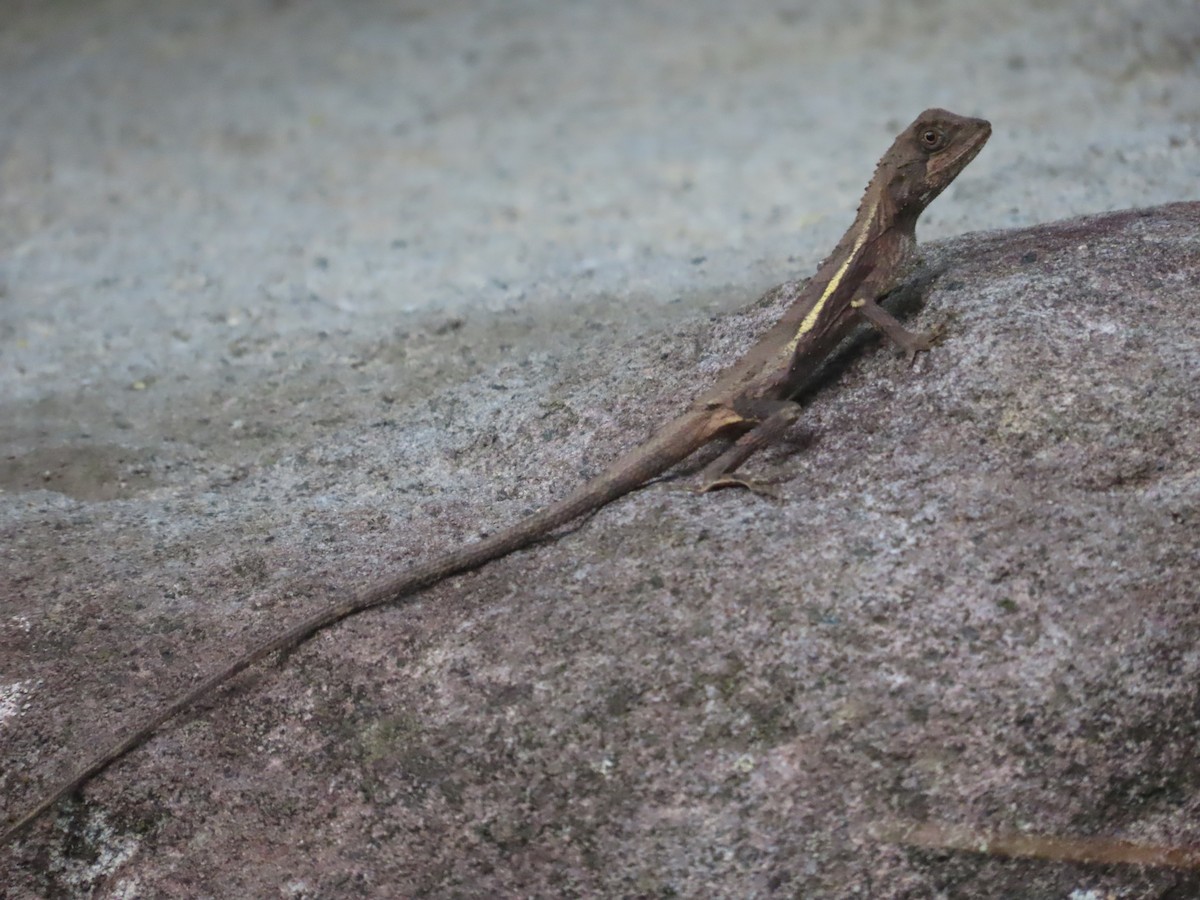 Animals - 韋勳 陳