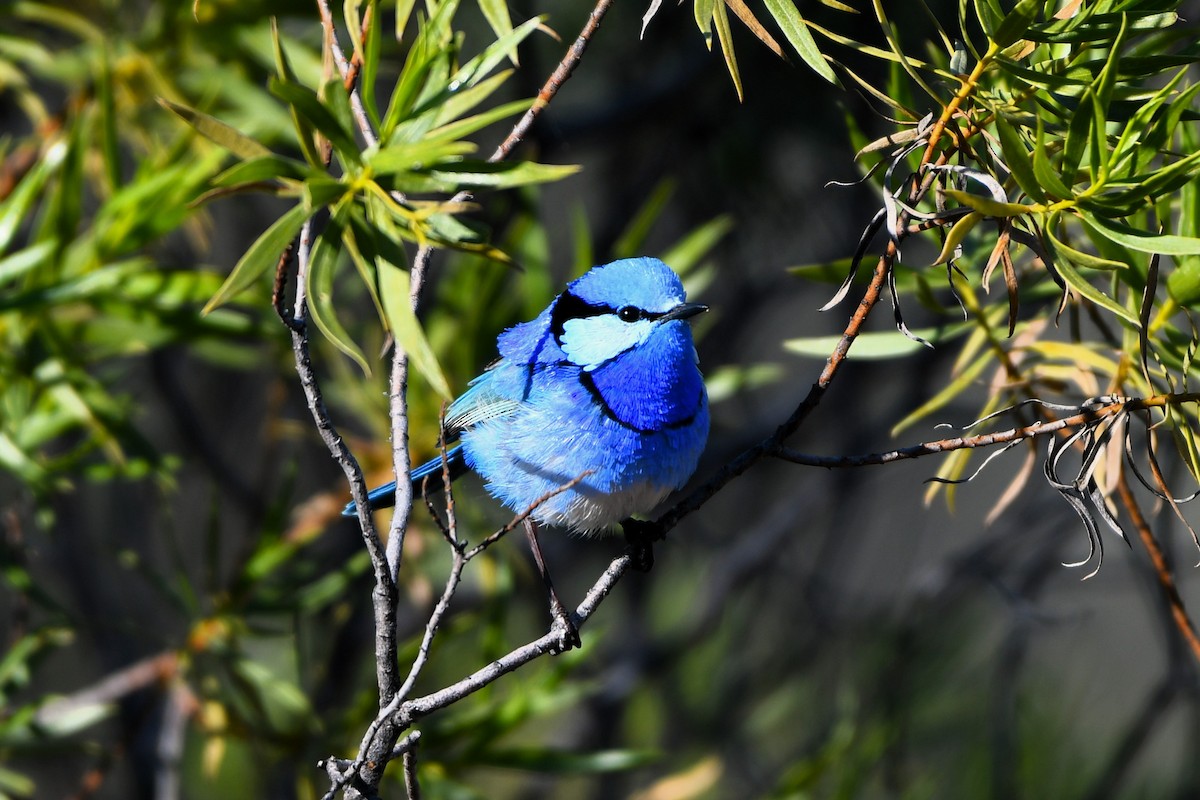 Splendid Fairywren - ML642059094