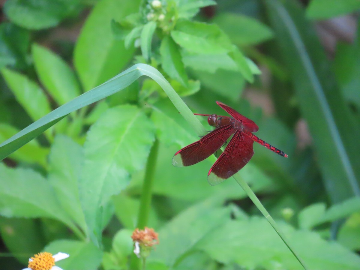 Animals - 韋勳 陳