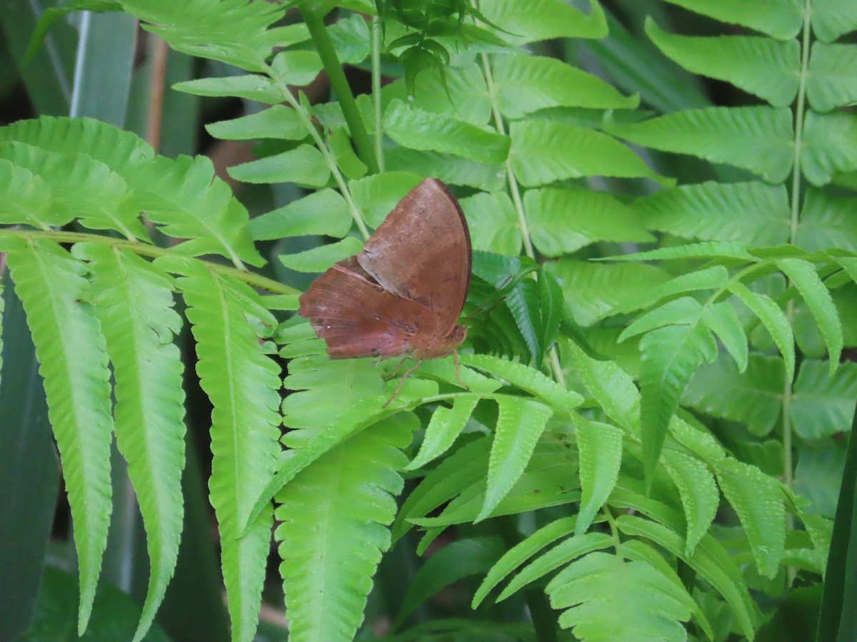 Animals - 韋勳 陳