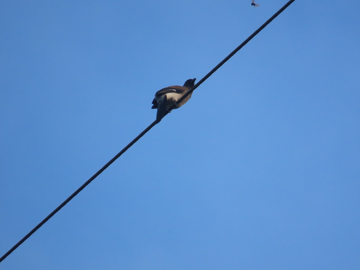 Gray Treepie - ML642059101