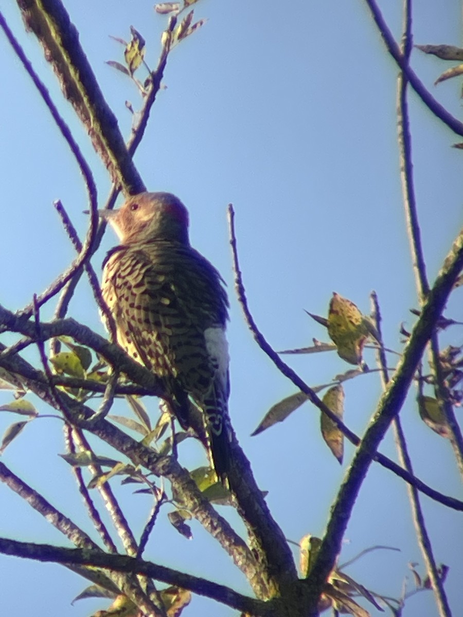Northern Flicker (Yellow-shafted) - ML642059102