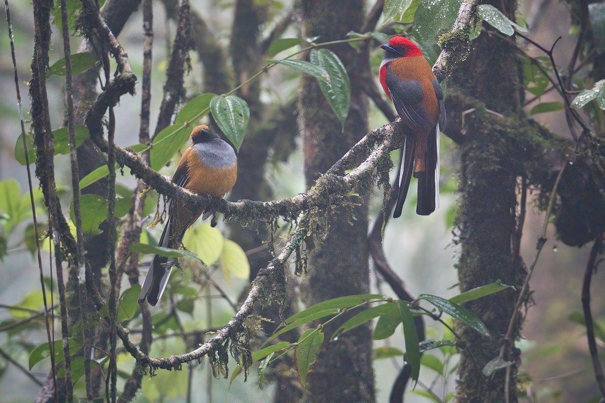 Whitehead's Trogon - ML642059103