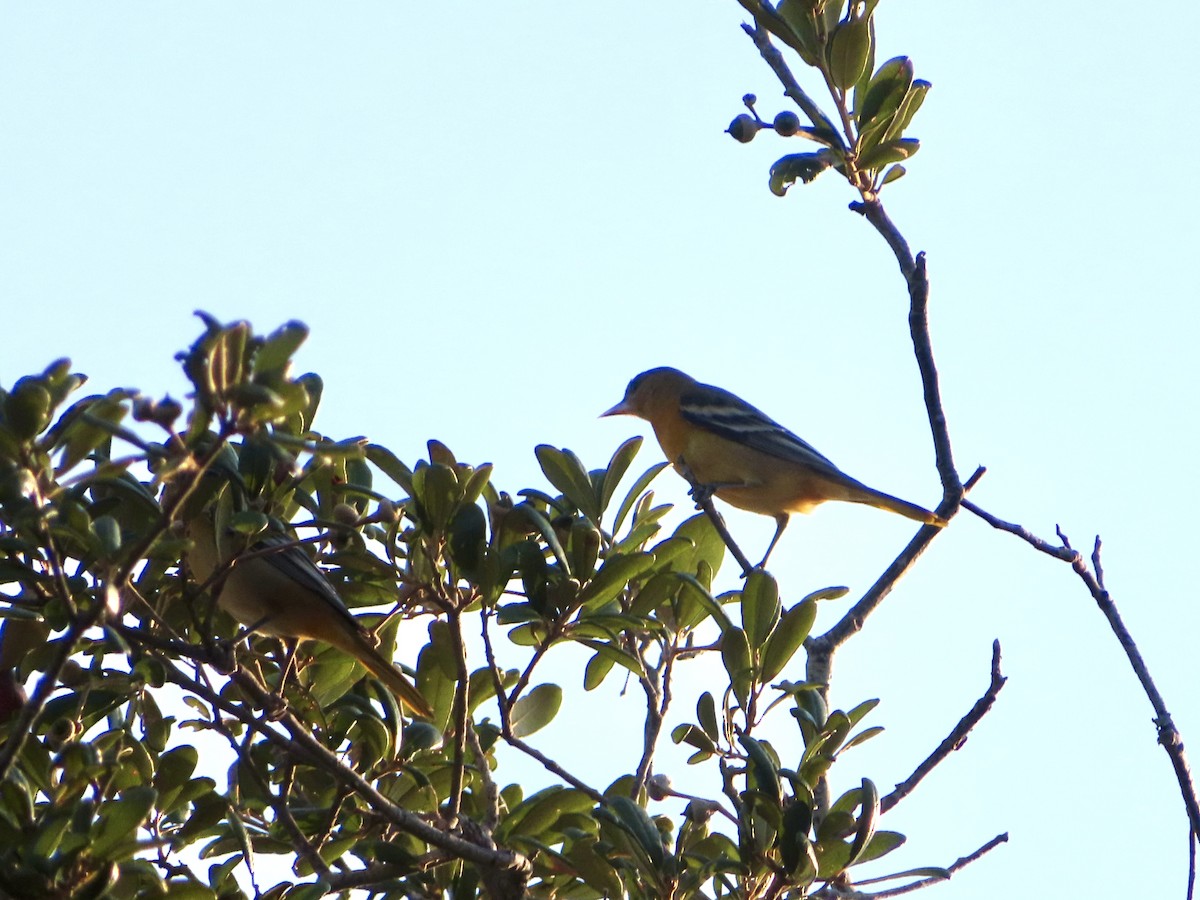 Baltimore Oriole - ML642059123