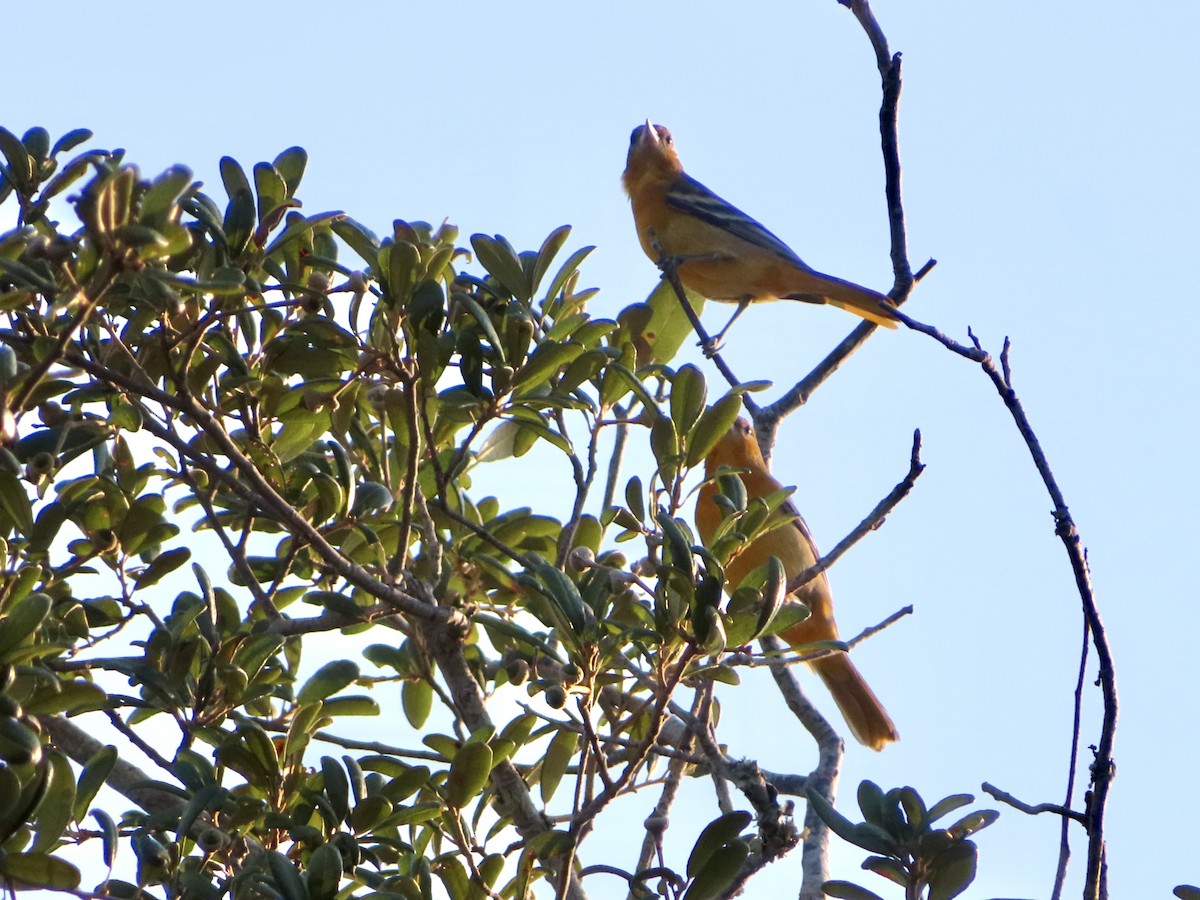 Baltimore Oriole - ML642059124