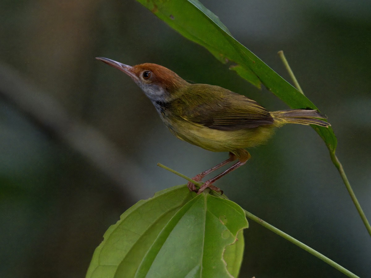 Dark-necked Tailorbird - ML642059128