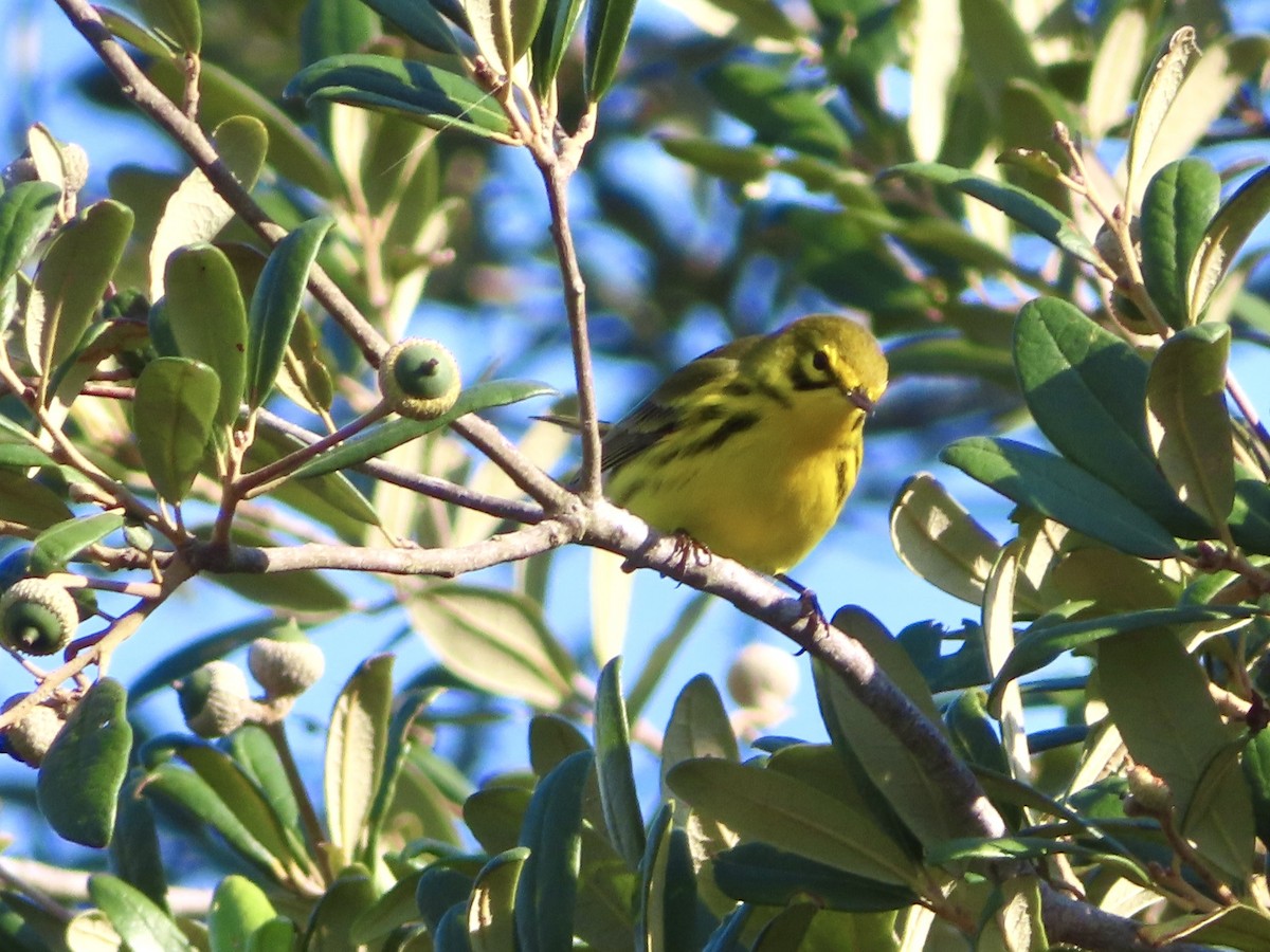 Prairie Warbler - ML642059129