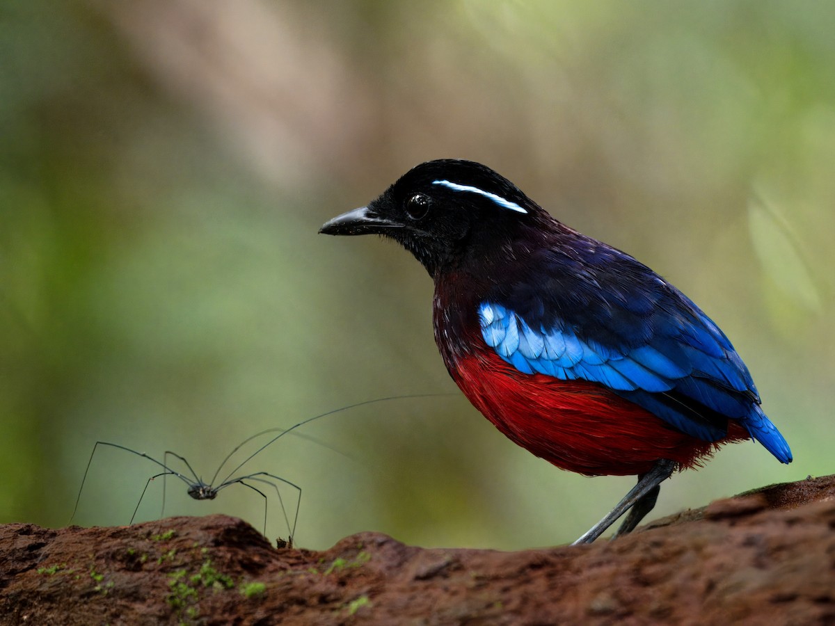 Black-crowned Pitta - ML642059138
