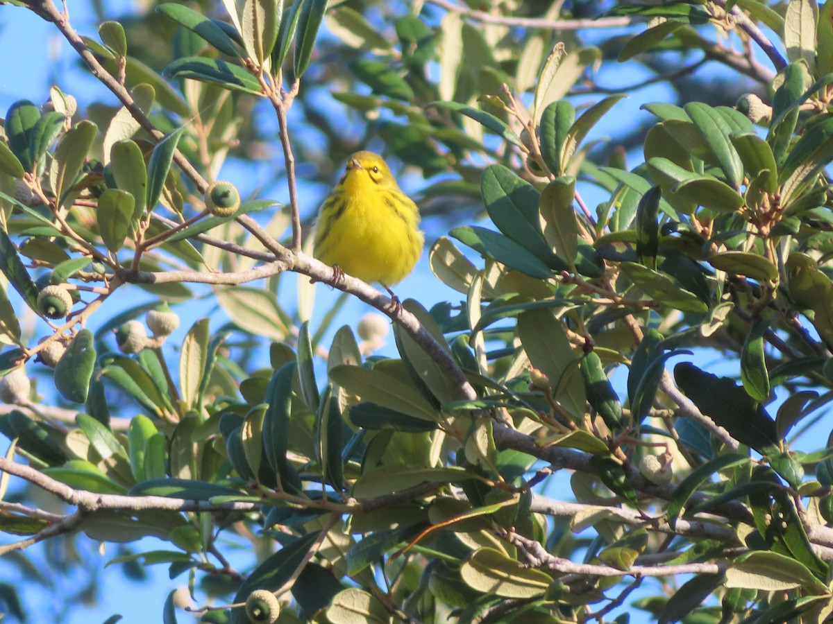 Prairie Warbler - ML642059140