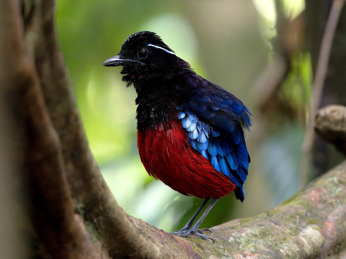 Black-crowned Pitta - ML642059141