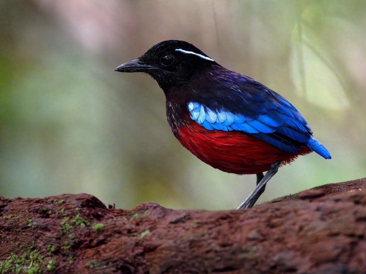 Black-crowned Pitta - ML642059142