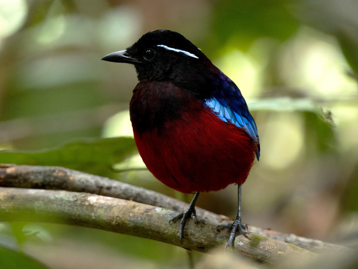 Black-crowned Pitta - ML642059143