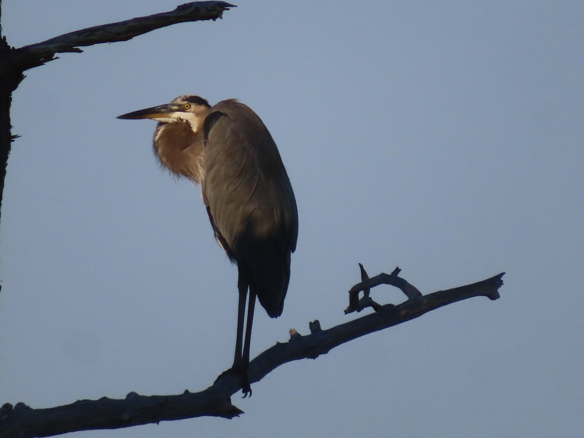 Great Blue Heron - ML642059144