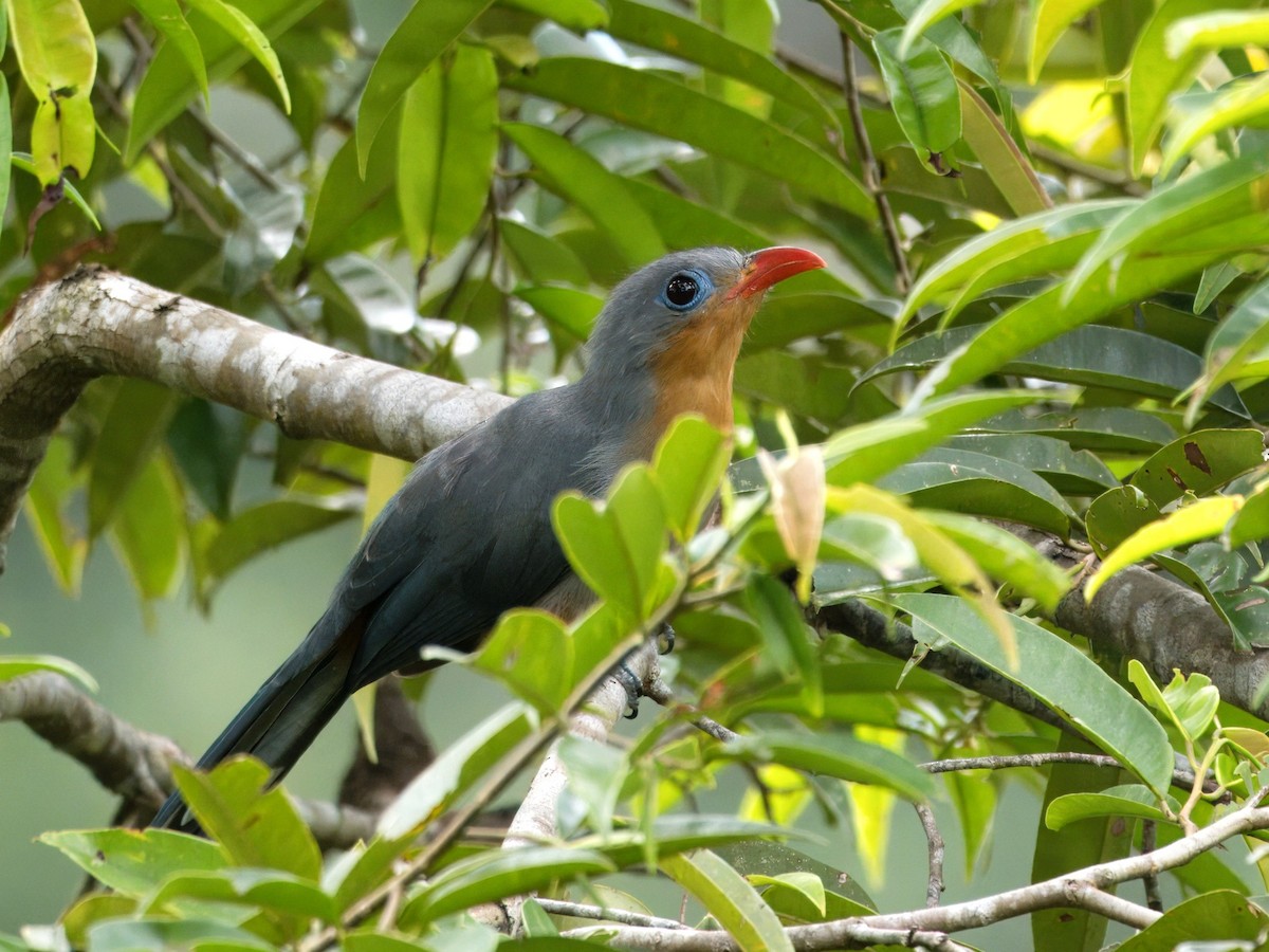 Red-billed Malkoha - ML642059146