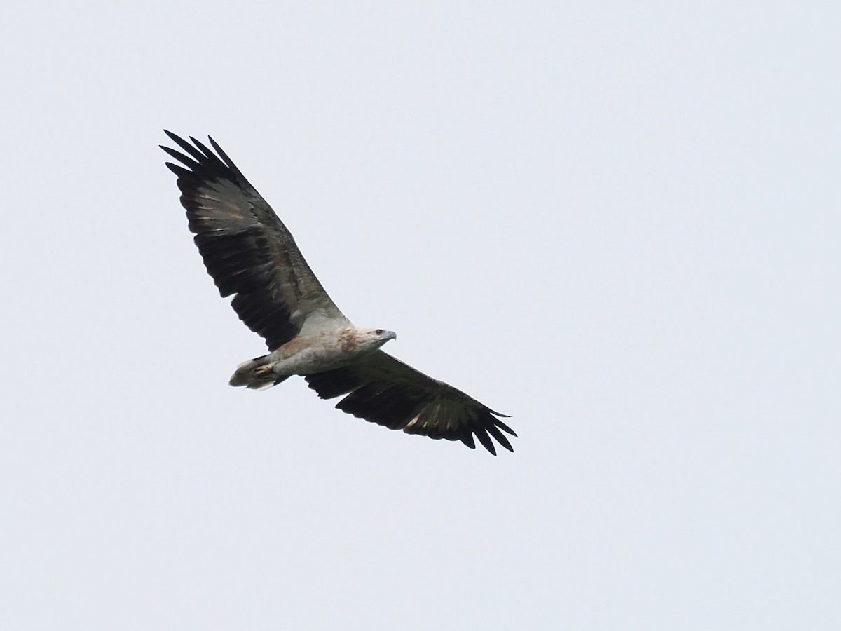 White-bellied Sea-Eagle - ML642059148