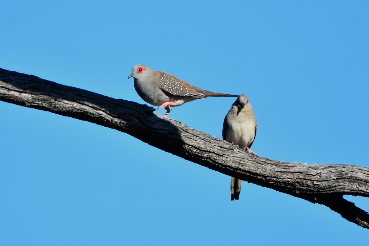 Diamond Dove - ML642059151