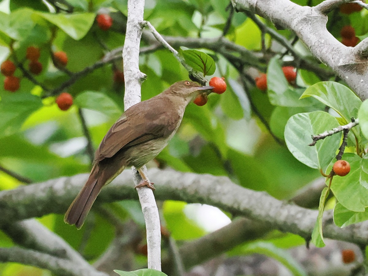 Red-eyed Bulbul - ML642059152