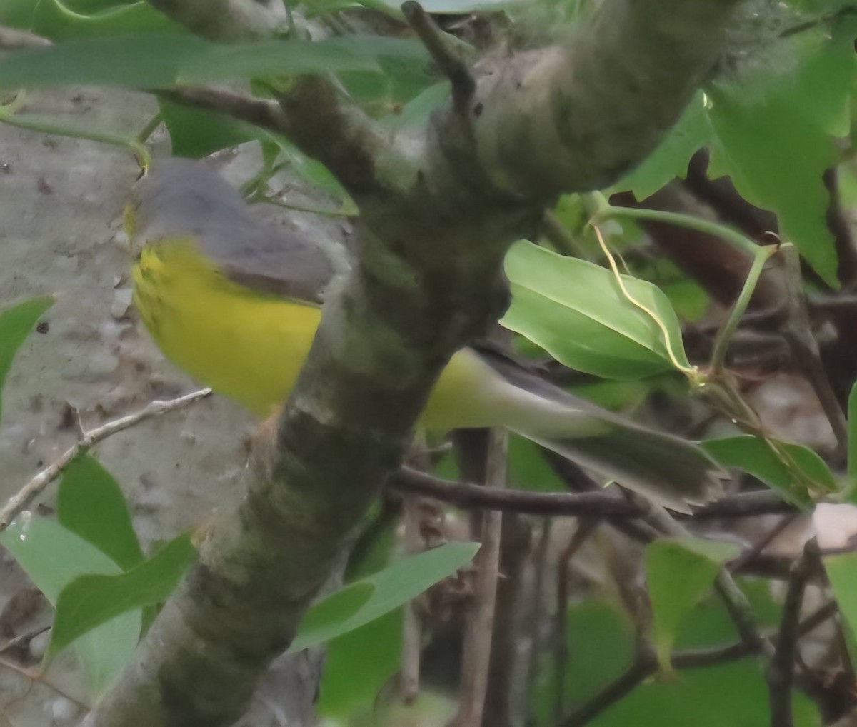 Canada Warbler - ML642059153