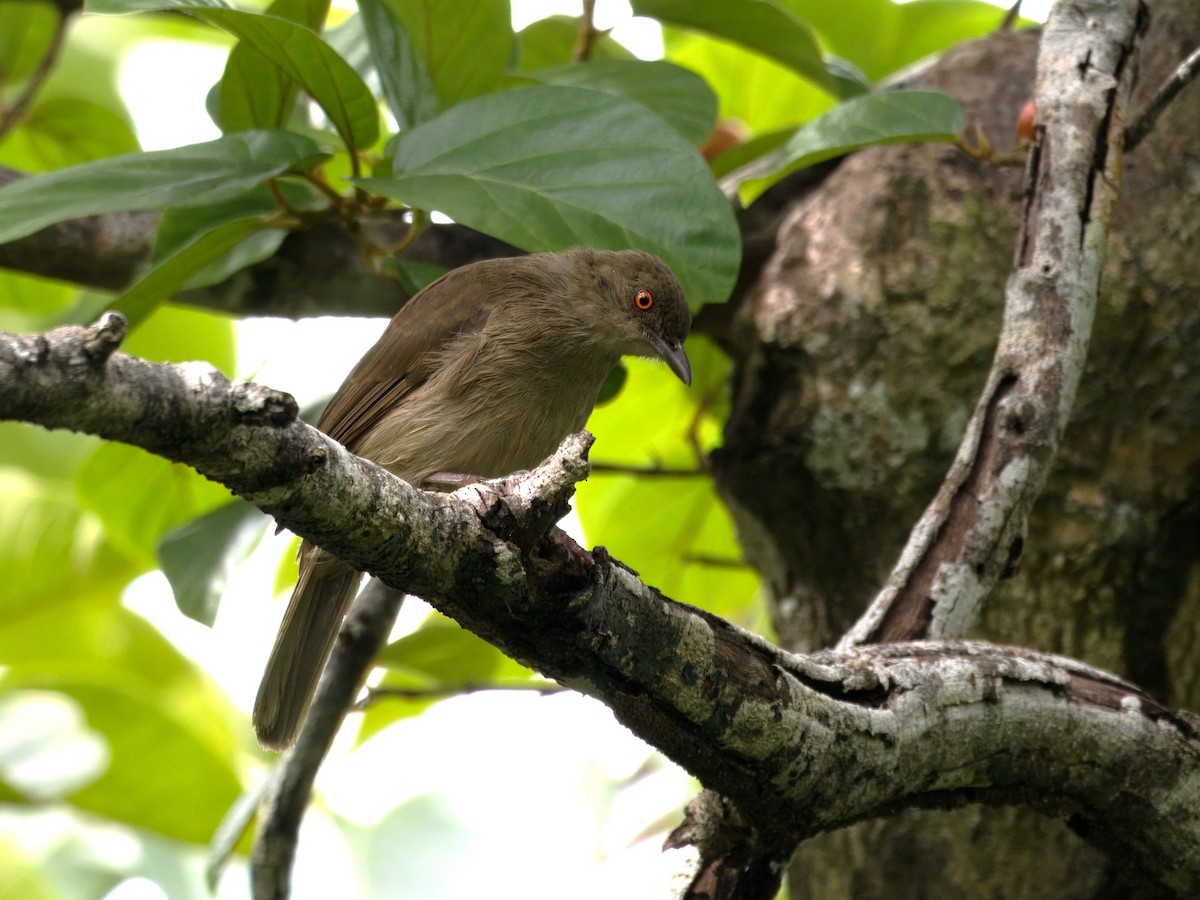 Red-eyed Bulbul - ML642059154