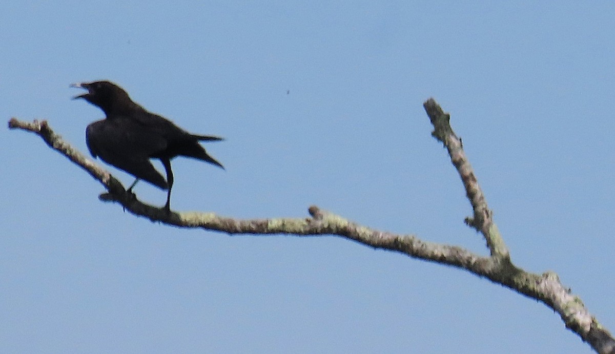 アメリカガラス - ML642059168