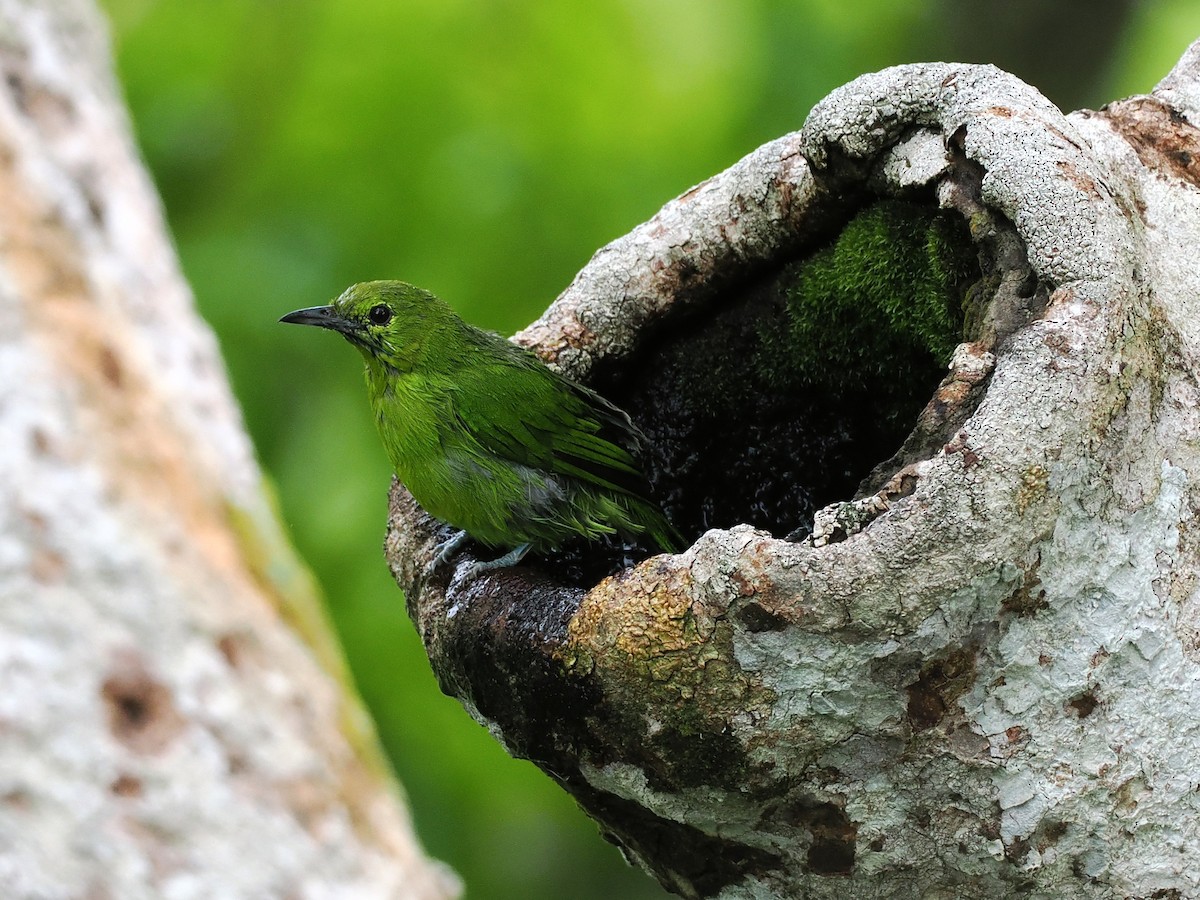 Lesser Green Leafbird - ML642059169