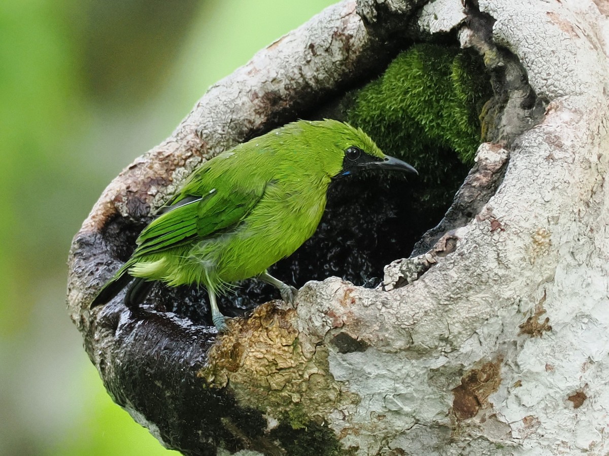 Lesser Green Leafbird - ML642059173