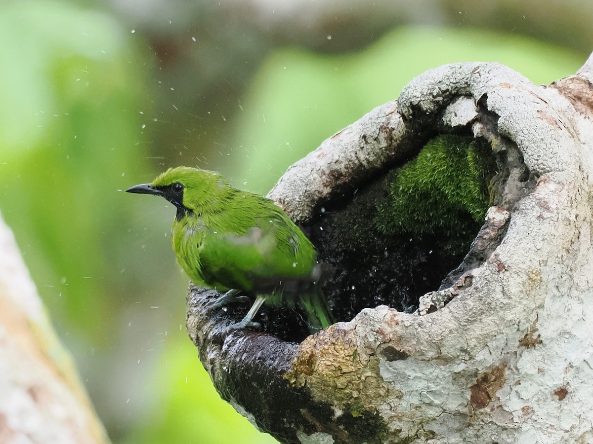 Lesser Green Leafbird - ML642059174