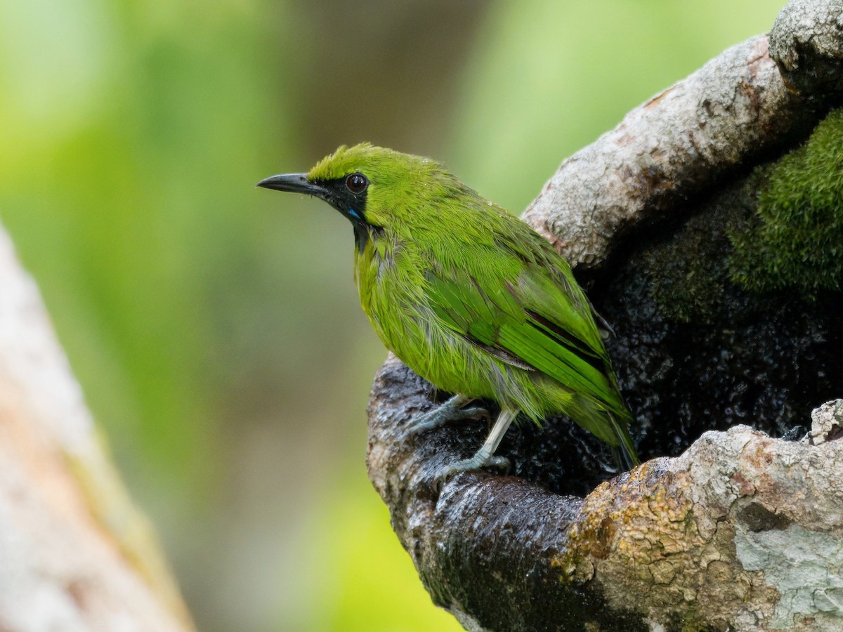 Lesser Green Leafbird - ML642059175