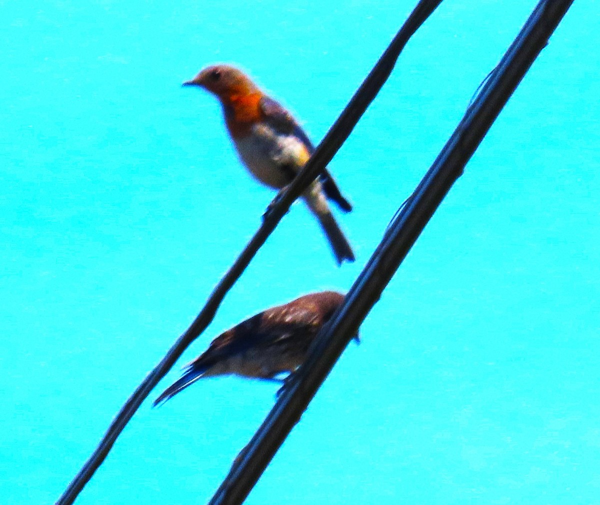 Eastern Bluebird - ML642059178
