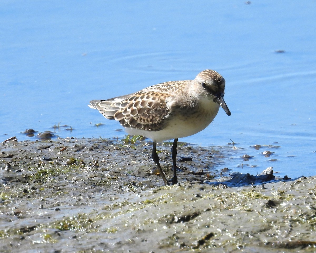 Semipalmated Sandpiper - ML642059182