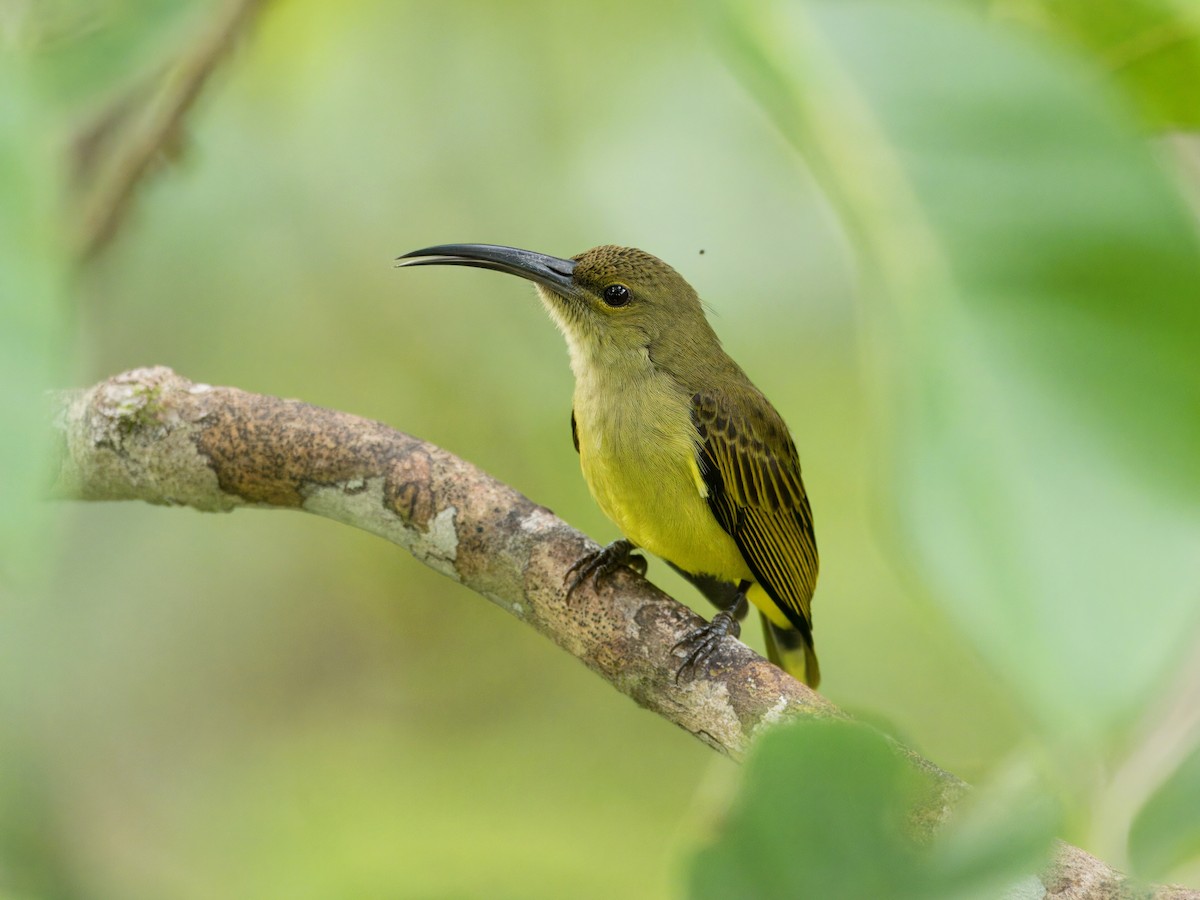 Thick-billed Spiderhunter - ML642059193