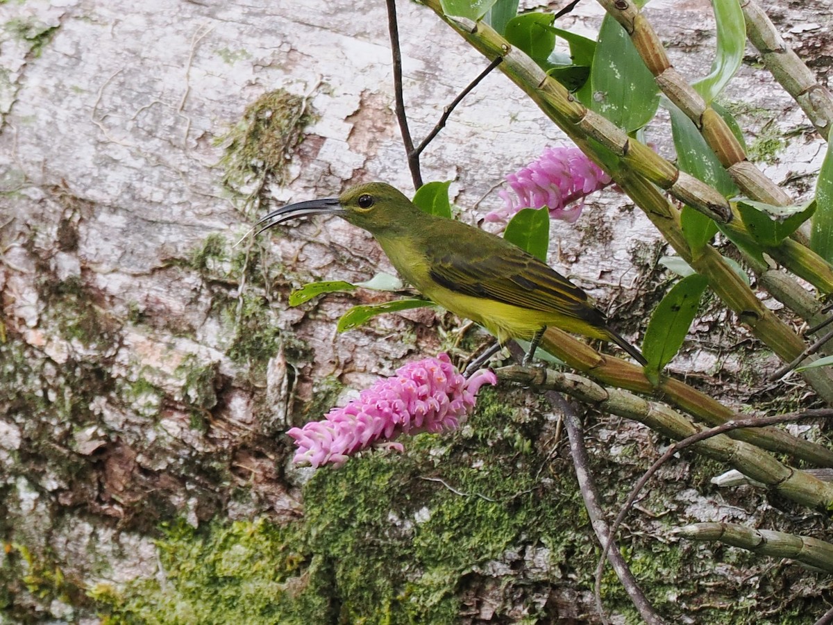 Thick-billed Spiderhunter - ML642059194